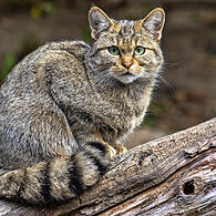 Die Europäische Wildkatze siedelt sich auch in der Coburger Region wieder an.