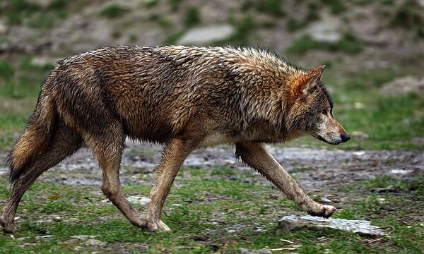 Wolf