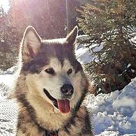 Ein Bild aus glücklichen Tagen: „Mara“, die achtjährige Malamute-Dame, wurde in Knetzgau erschossen.