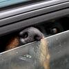 Ein Hund steckt in einem Auto seine Nase durch einen Spalt.