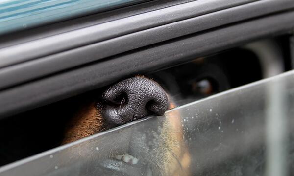 Ein Hund steckt in einem Auto seine Nase durch einen Spalt.