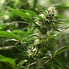 Cannabispflanze