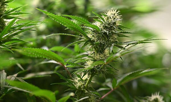 Cannabispflanze