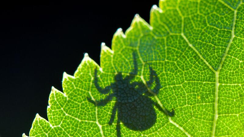 Schatten einer Zecke ist im Gegenlicht auf einem Blatt zu sehen