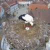 Störche in Höchstadt in der Brutzeit Über die Storchencam kann man Storchendame Frieda und Partner Gerome dabei beobachten, wie sie ihre Eier in Höchstadt auf dem Alten Rathaus ausbrüten.
