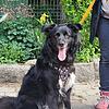 Hündin Bonnie sucht ein Zuhause.