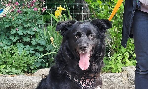 Hündin Bonnie sucht ein Zuhause.