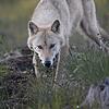 Der Schutzstatus des Wolfs wurde in der Berner Konvention herabgestuft. Somit kann der Wolf künftig leichter gejagt werden. Der Schutzstatus des Wolfs wurde in der Berner Konvention herabgestuft. Somit kann der Wolf künftig leichter gejagt werden.