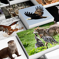 Wildtiere