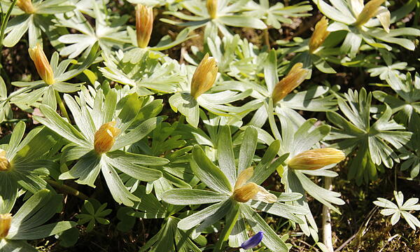 Die ersten Blumen blühen im Kurgarten