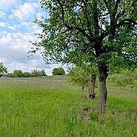 „Streuobstretter“ Stefan Paravan aus Reckendorf bei der Aufnahme und Bewertung der Obstbäume.
