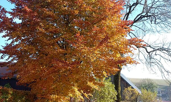 Laubbaum im GartenHerbstimpressionen