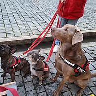 Nicht alle Vierbeiner sind so niedlich wie diese hier. In Tettau hat eine Frau mit ihren Tieren gegen Pflichten verstoßen, einer ihrer sechs Hunde biss auch schon zu.