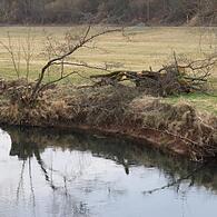 Das Saaleufer bei Euerdorf nach der Baumfällung: Gemeinderätin Heidtrud Hofmann wünscht sich dort wieder eine Baumpflanzaktion.