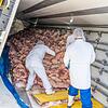 2023 von Hand entladen: Ein Lastwagen mit 2100 Schweinekeulen kippt auf der Autobahn nahe Gremsdorf um. 2023 von Hand entladen: Ein Lastwagen mit 2100 Schweinekeulen kippt auf der Autobahn nahe Gremsdorf um.