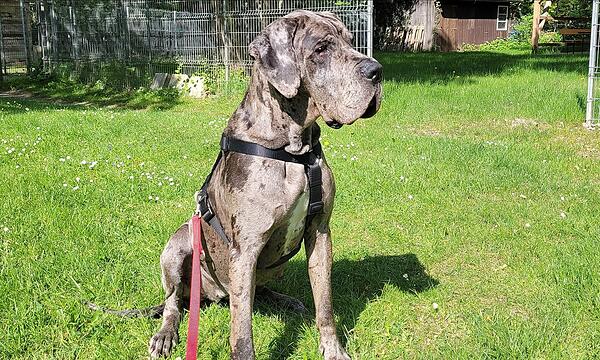 Dogge Georgia sucht ein neues Zuhause.