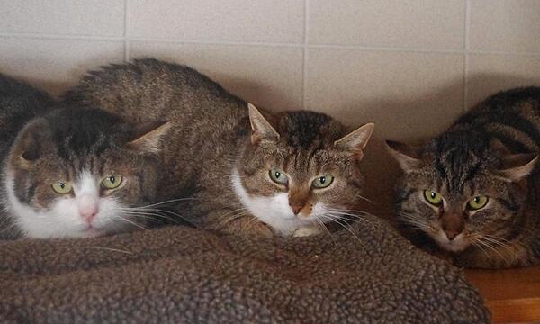 Die drei Katzen brauchen ein neues Zuhause.
