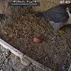 Webcam: Falken von der Morizkirche in Coburg haben ihr erstes Ei Das Weibchen läuft um das Ei herum und sieht nach dem rechten.