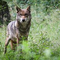 Die juristische Bewertung um den Wolfabschuss in der Rhön beschäftigt weiterhin das Verwaltungsgericht.