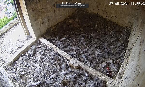 Nest leer: Falken von der Coburger Morizkirche schon ausgeflogen