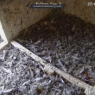 Nest leer: Falken von der Coburger Morizkirche schon ausgeflogen