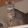 Hauskatze Odette ist Anfang 2024 geboren.