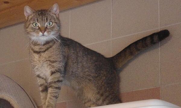 Hauskatze Odette ist Anfang 2024 geboren.